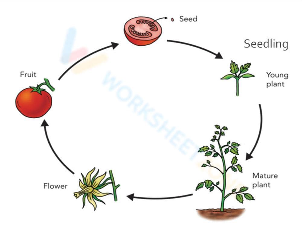 Tomato Plant Life Cycle: Detailed Worksheet - Page 1