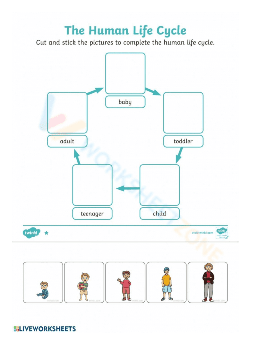 Explore the Human Life Cycle Worksheet - Page 1