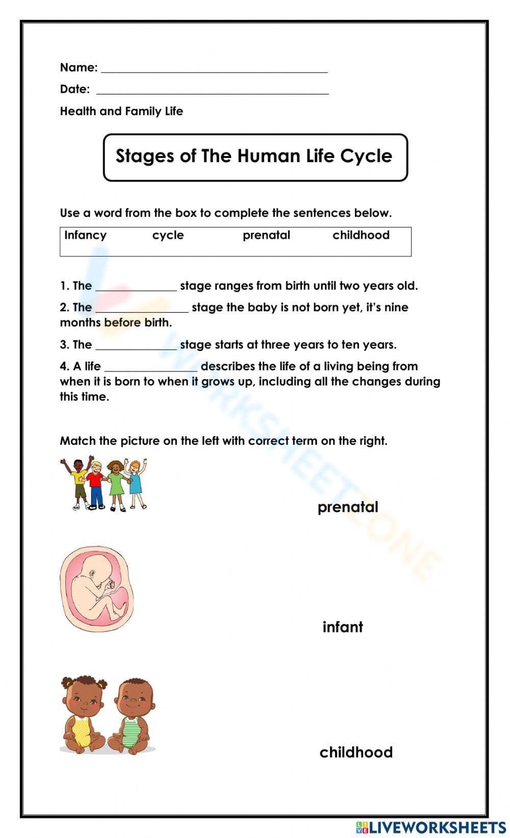 Human Life Cycle Stages: Detailed Worksheet - Page 1