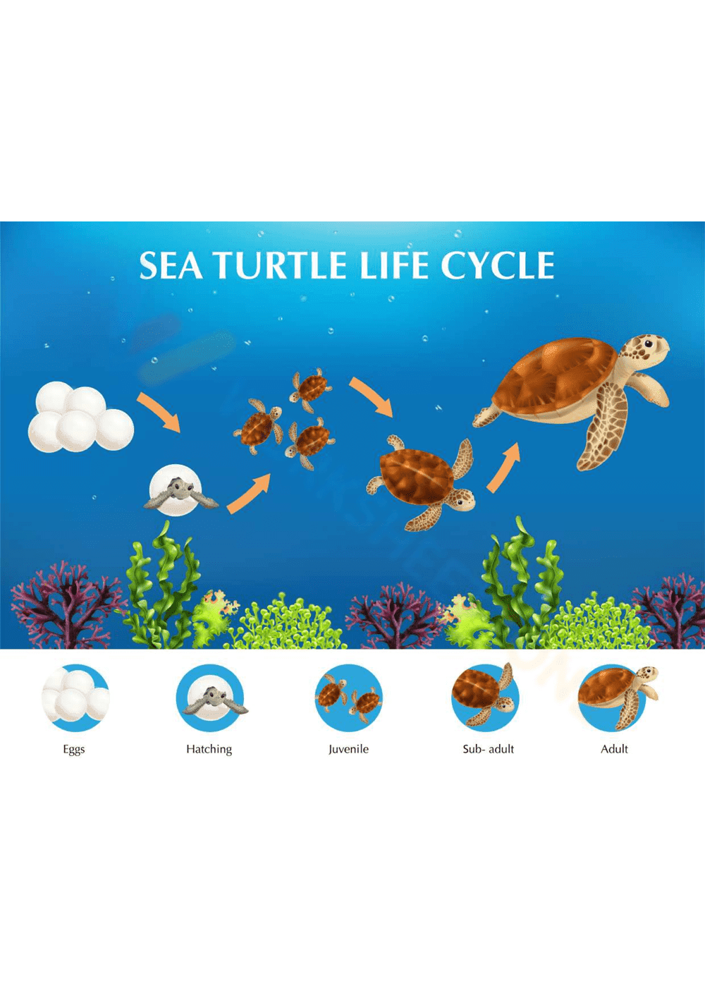 Sea Turtle Life Cycle: Discover the Stages - Page 1