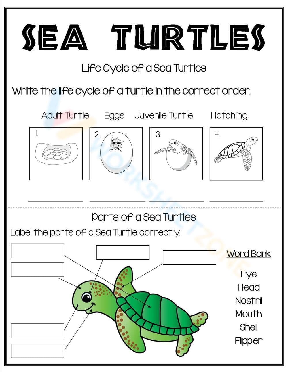 Sea Turtle Life Cycle: Education & Awareness - Page 1