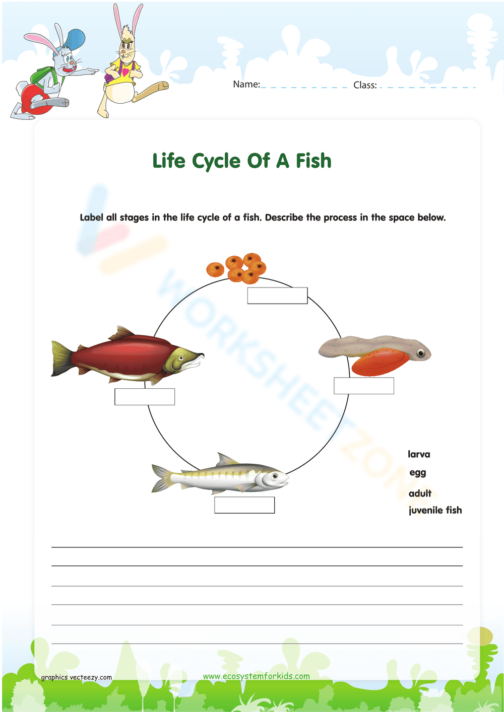 Fish Life Cycle: Exploring Aquatic Stages - Page 1