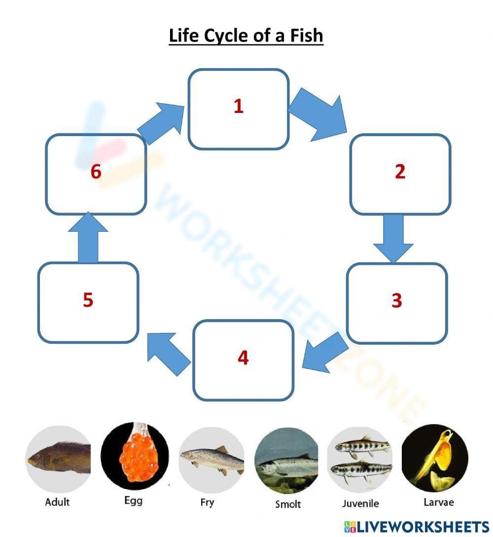 Explore the Fish Life Cycle Worksheet - Page 1