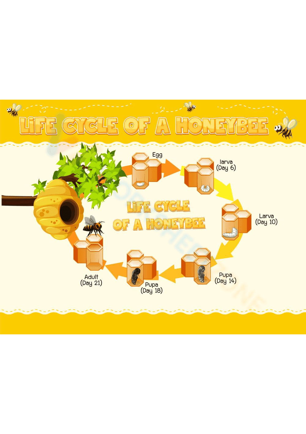 Explore the Honeybee Life Cycle Worksheet - Page 1