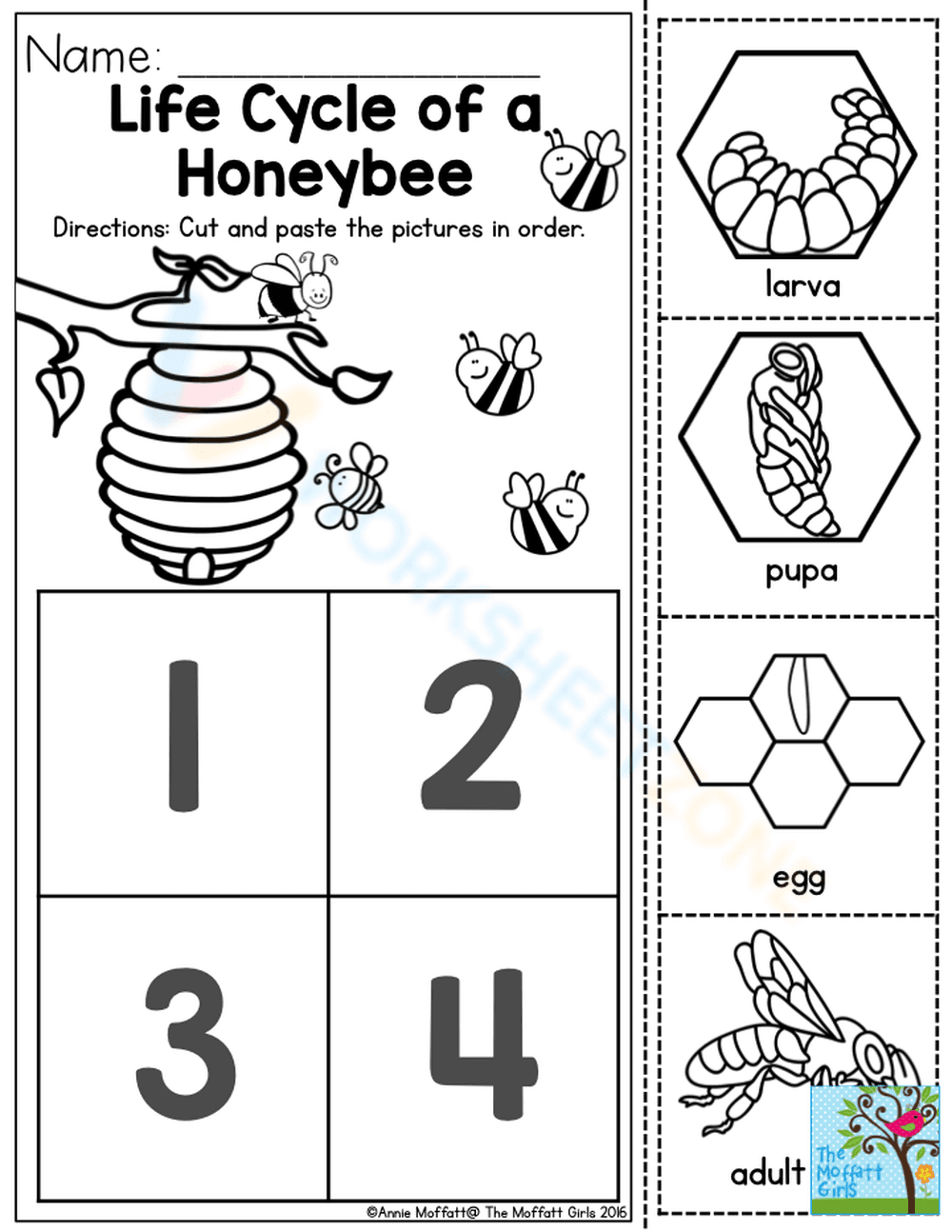 Honeybee Life Cycle Stages Worksheet - Page 1