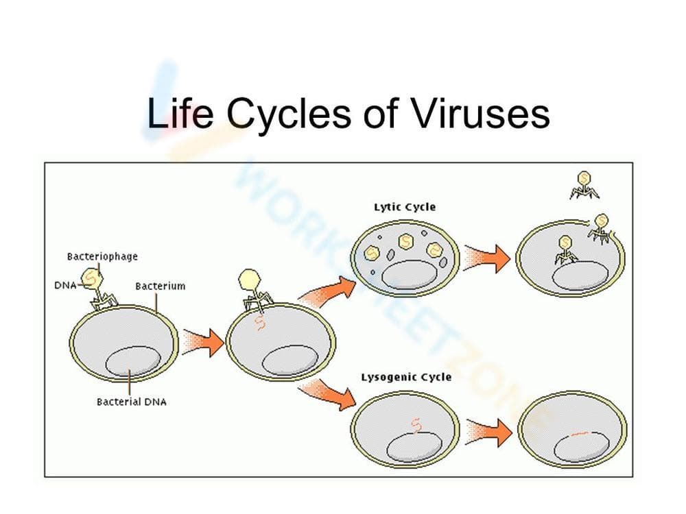 Virus Life Cycle Stages Worksheet - Page 1