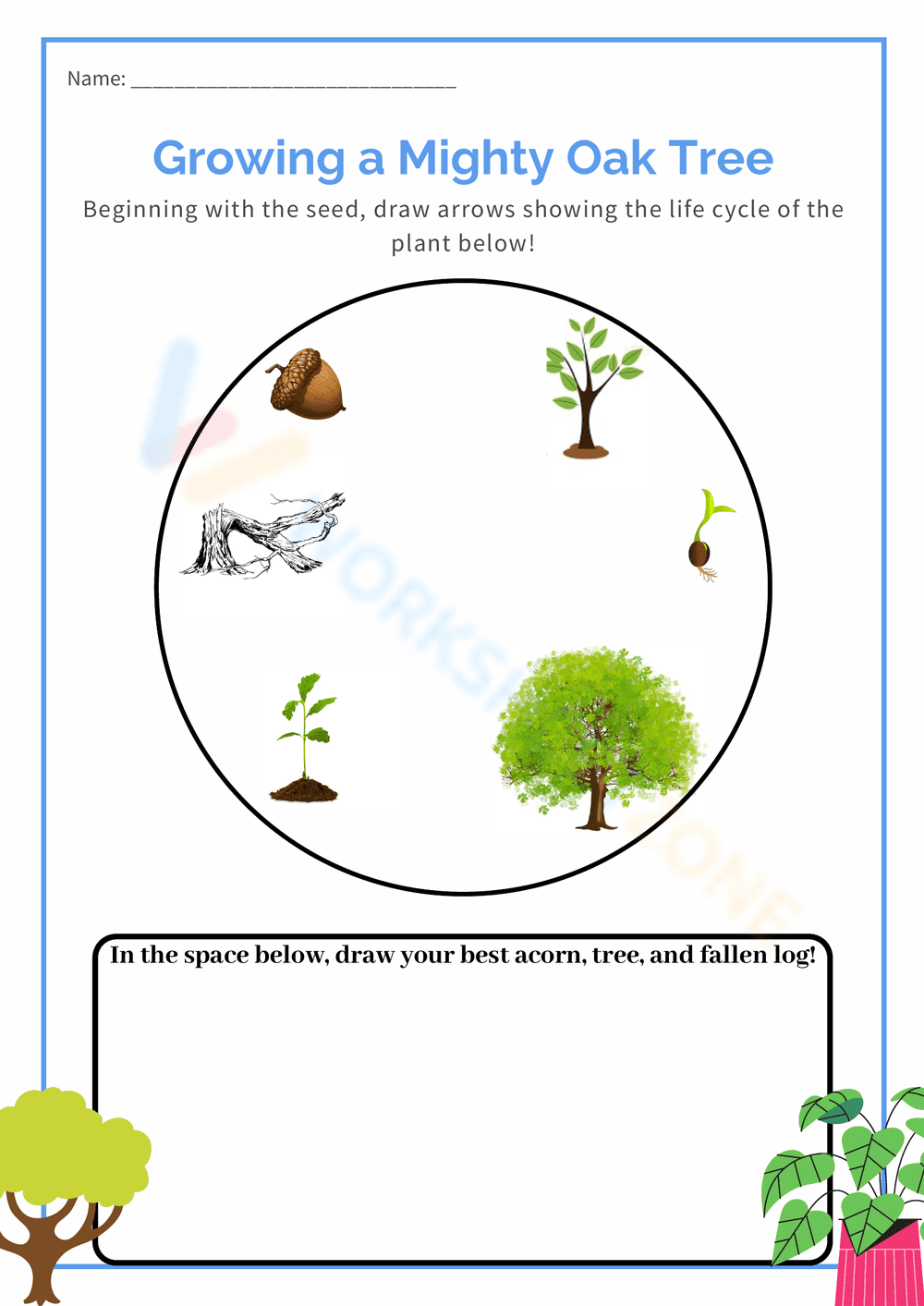 Oak Tree Life Cycle Worksheet - Page 1