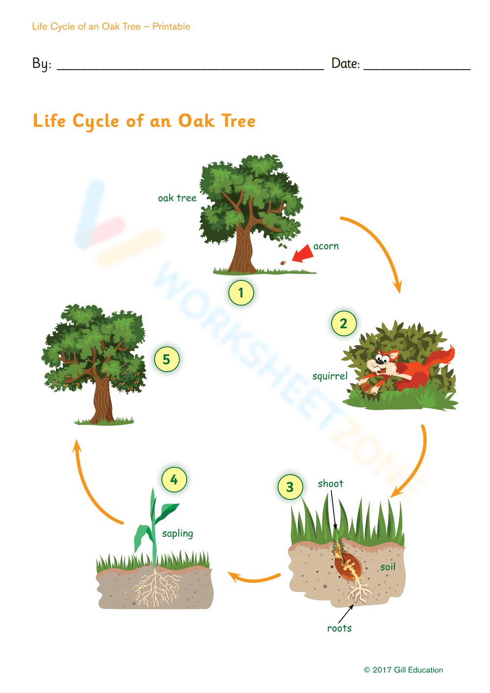 Oak Tree Life Cycle Stages Worksheet - Page 3