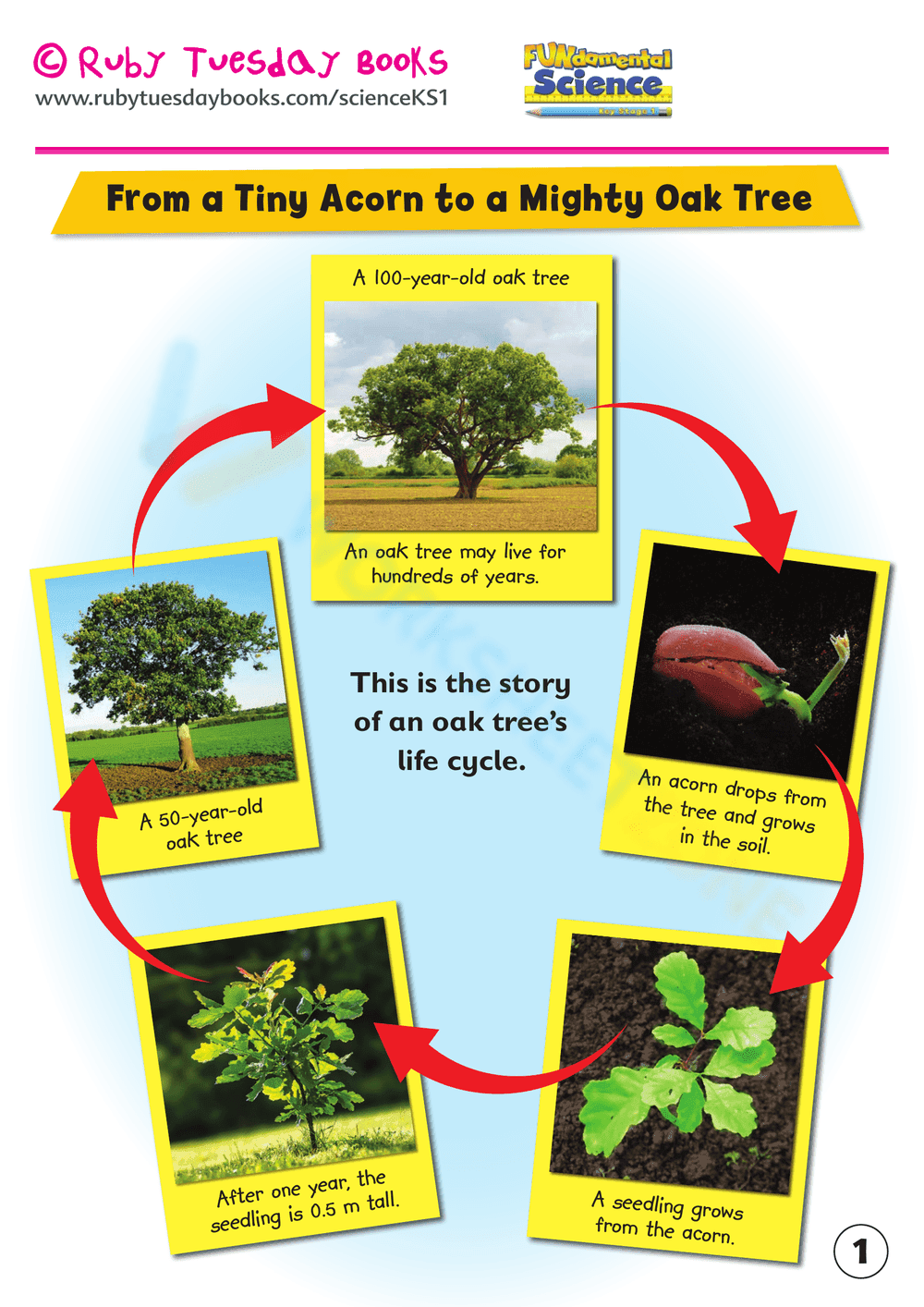 From Acorn to Oak Tree Life Cycle - Page 1
