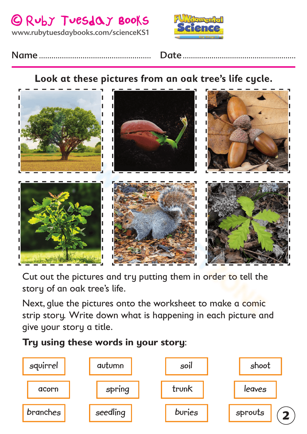 From Acorn to Oak Tree Life Cycle - Page 2