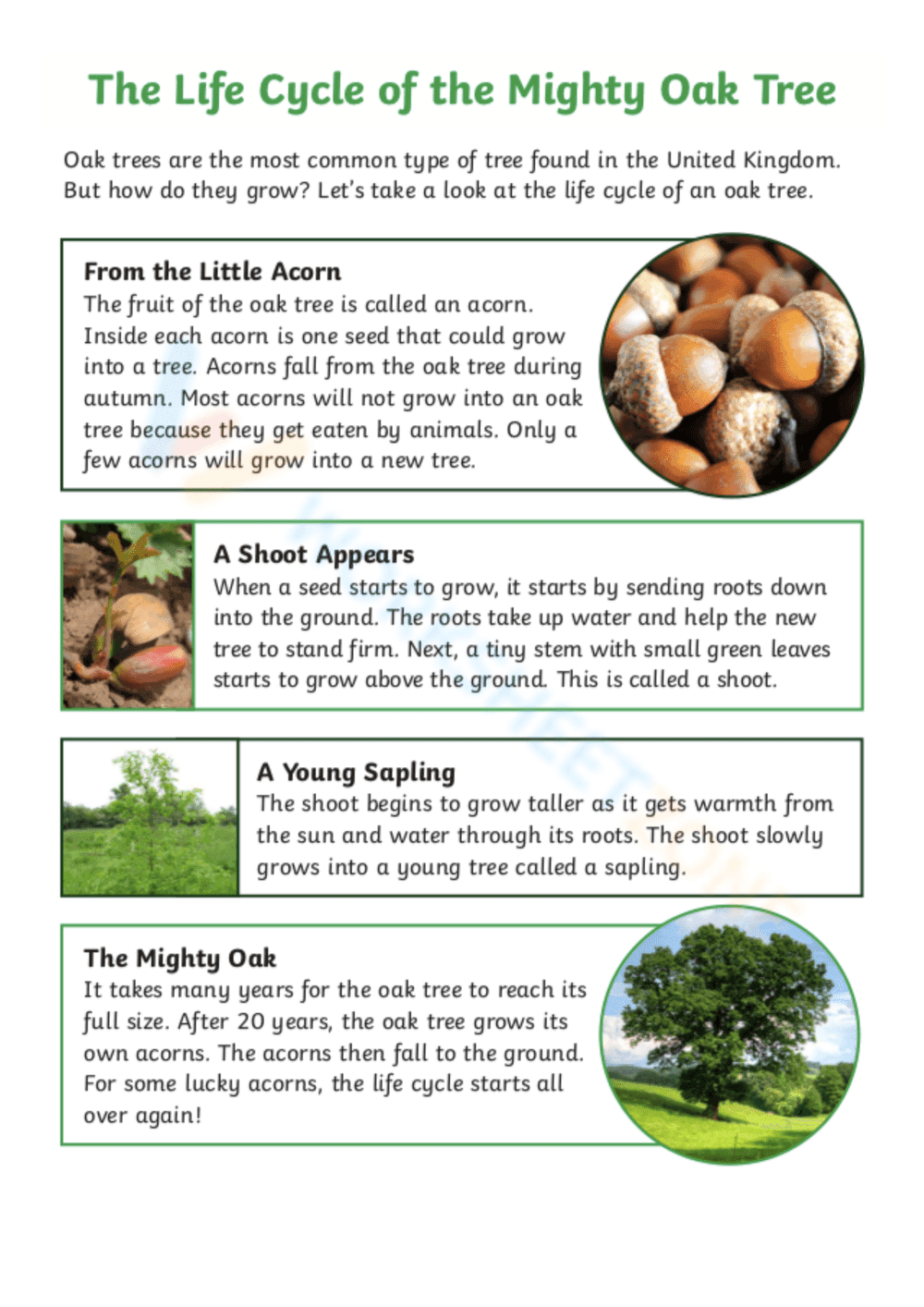 The Mighty Oak Tree Life Cycle Worksheet - Page 1