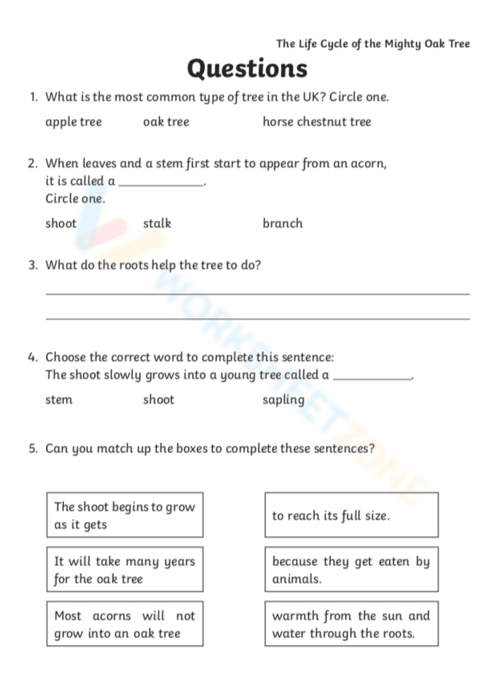 The Mighty Oak Tree Life Cycle Worksheet - Page 2