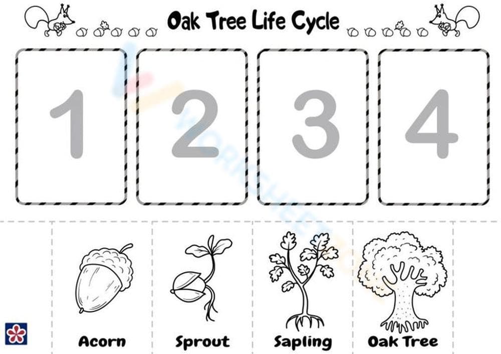 Oak Tree Life Cycle Overview Worksheet - Page 1
