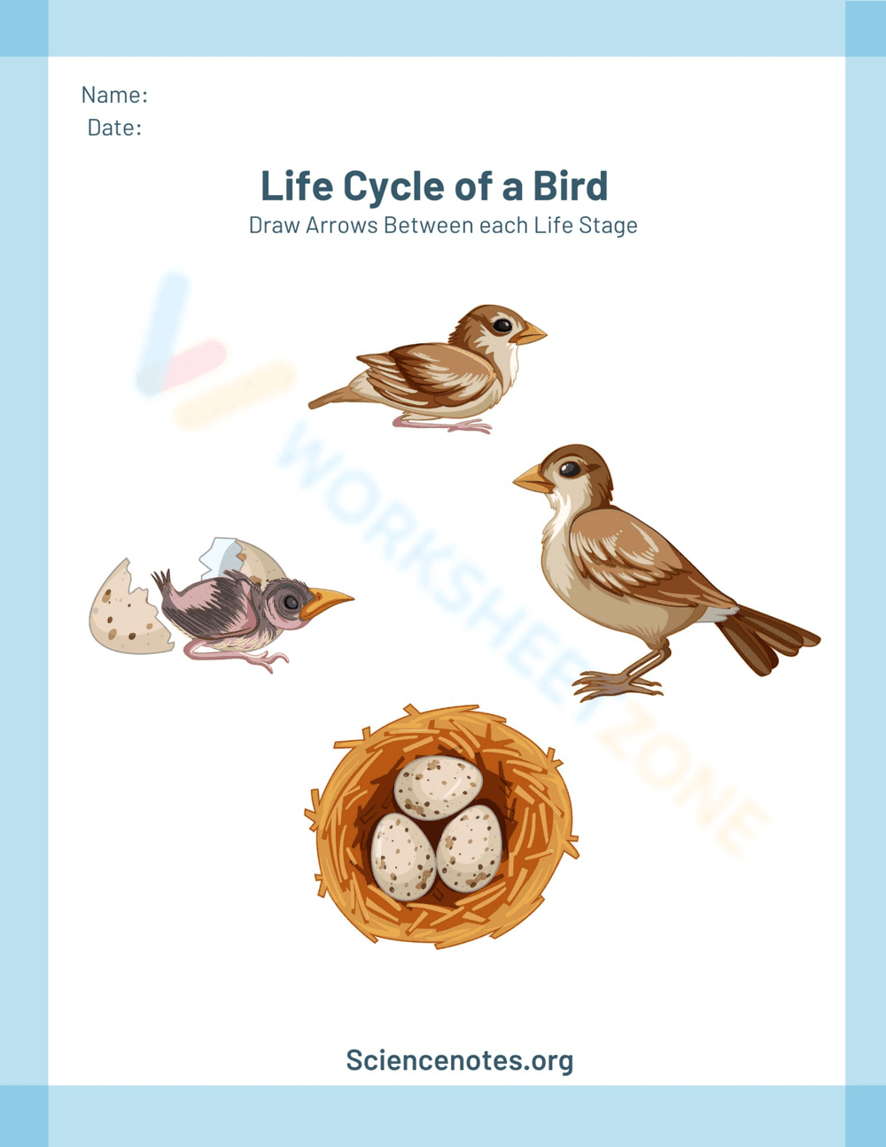 Bird Life Cycle Stages Worksheet - Page 1
