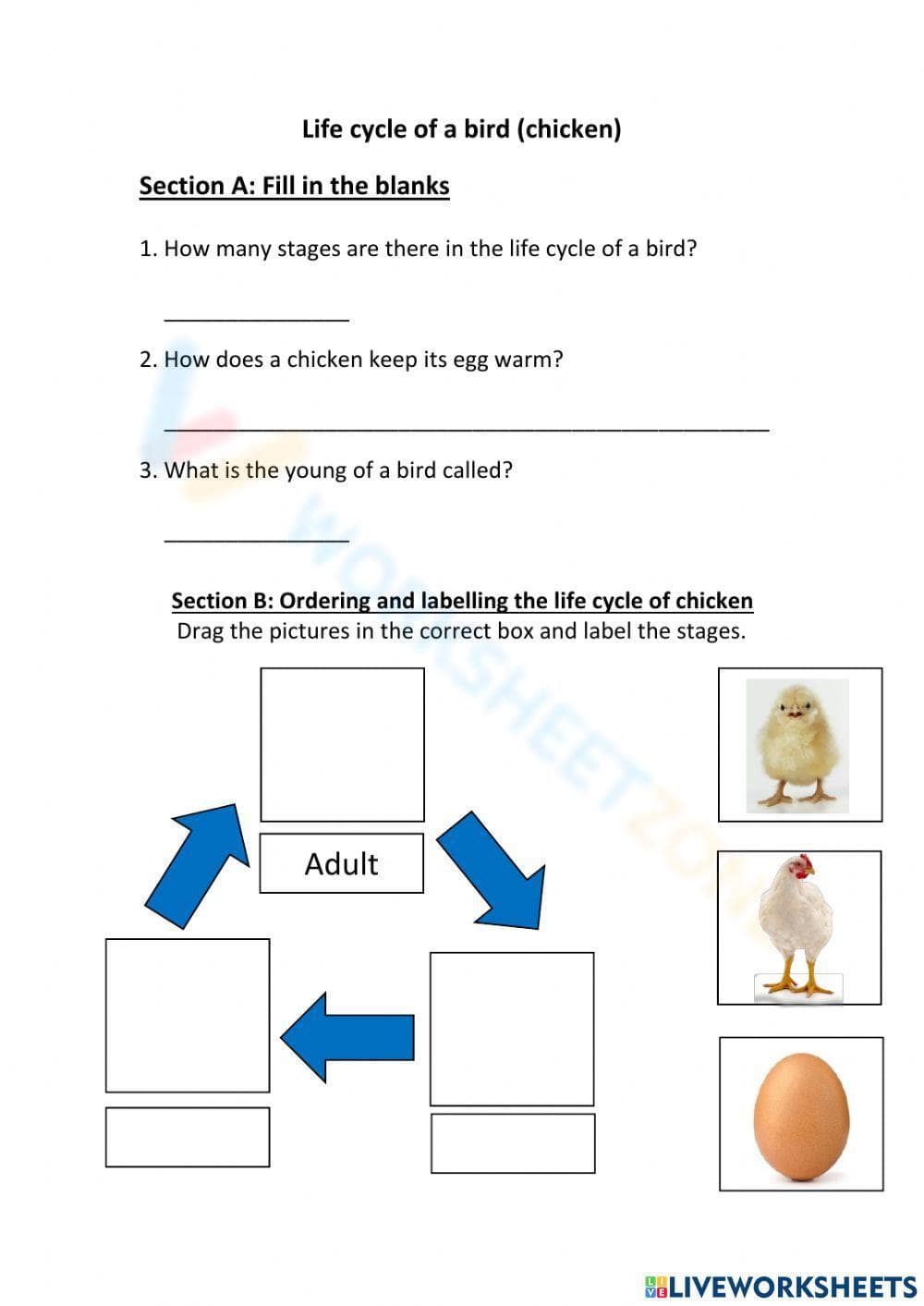 Bird Life Cycle Diagram Worksheet - Page 1