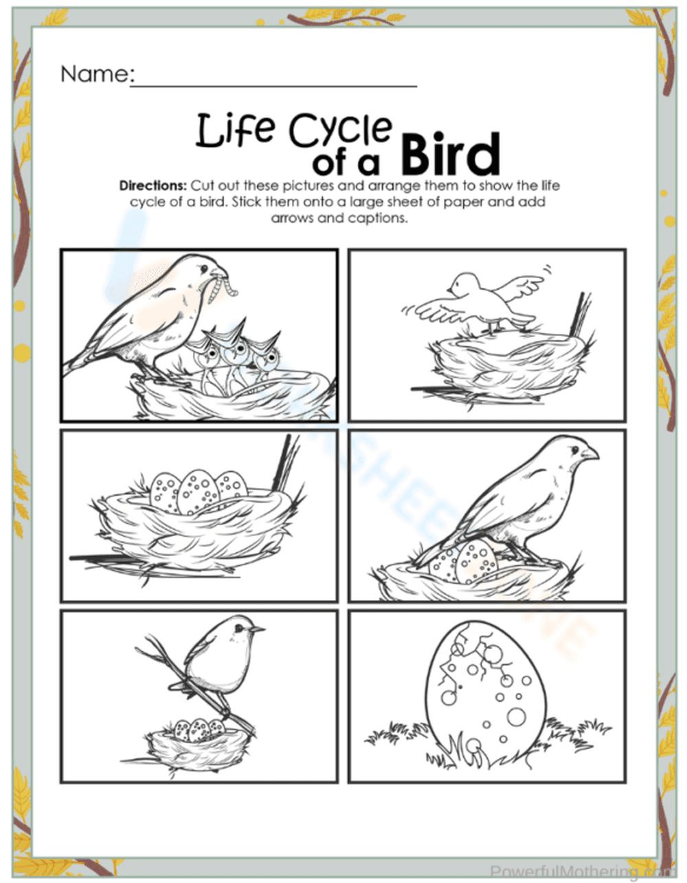 Detailed Bird Life Cycle Worksheet - Page 1