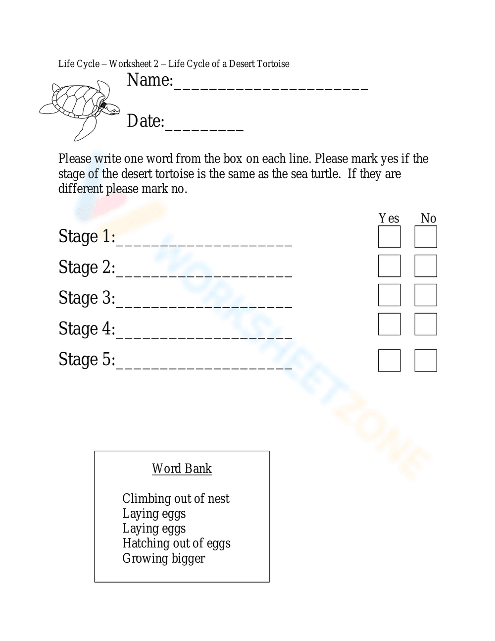 Life Cycle of a Desert Tortoise Worksheet - Page 1