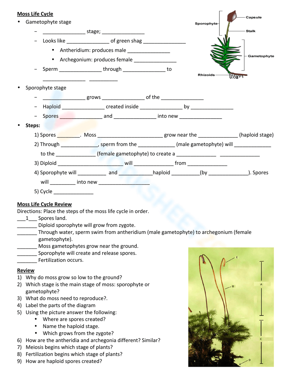 Explore the Moss Life Cycle - Page 2