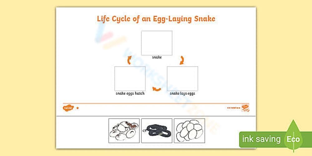 Egg-Laying Snake Life Cycle Worksheet - Page 1