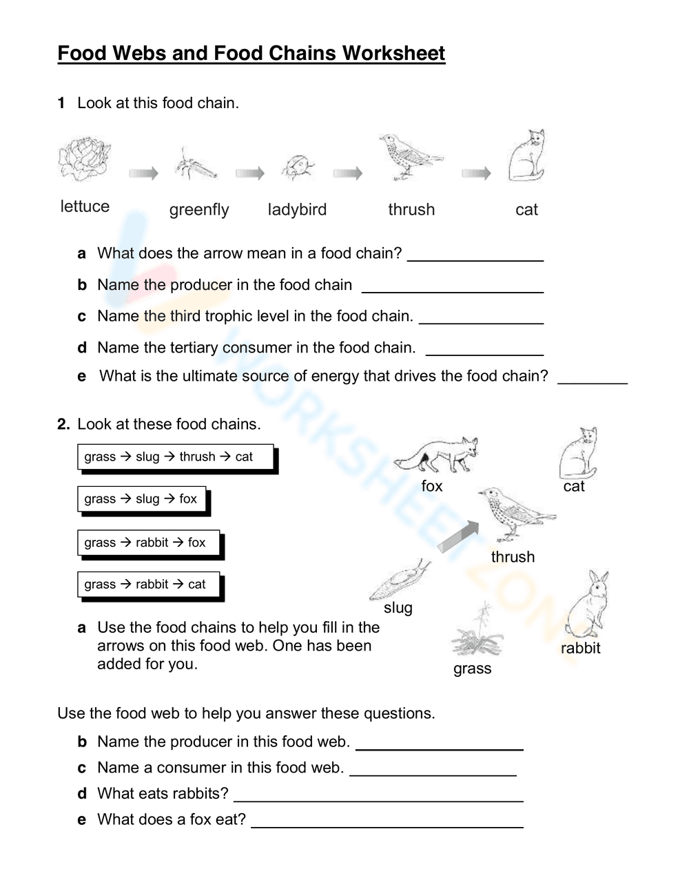 Food Chains and Energy Pyramid for Science Practice - Page 3