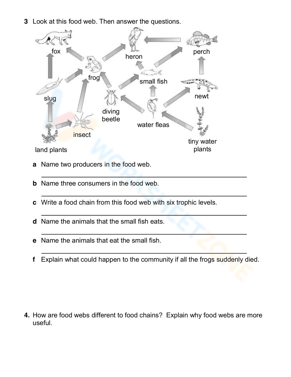 Food Chains and Energy Pyramid for Science Practice - Page 4