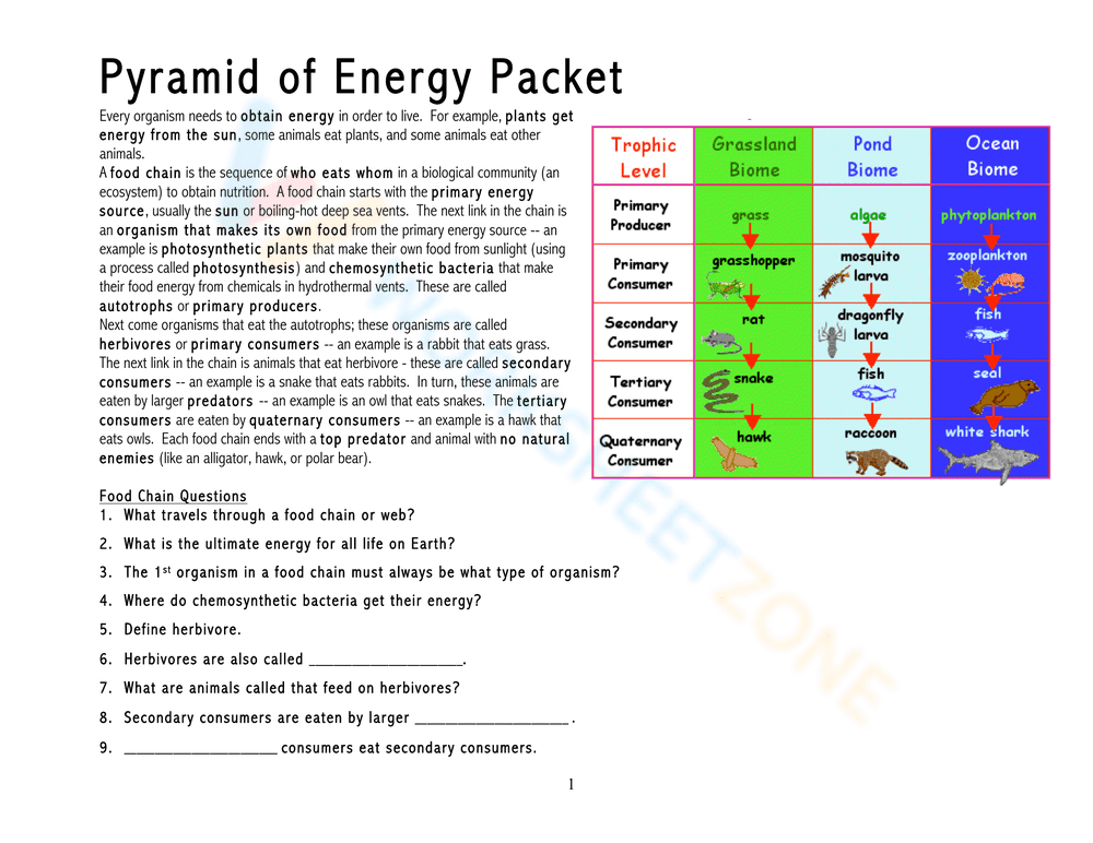 Food Chains and Energy Pyramid for Science Practice - Page 5