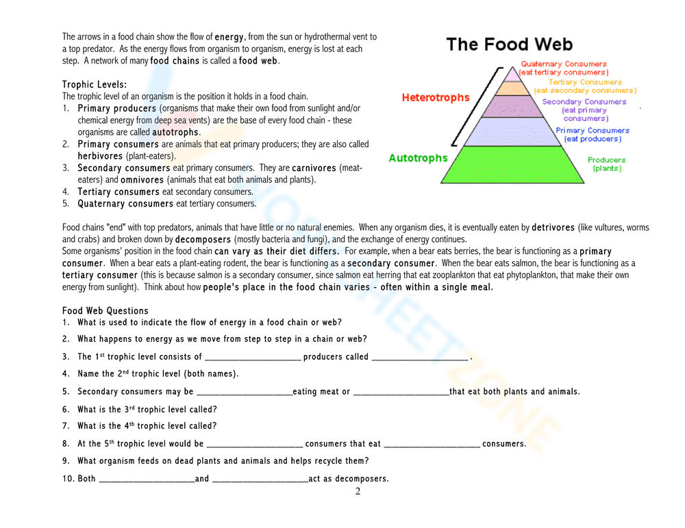 Food Chains and Energy Pyramid for Science Practice - Page 6