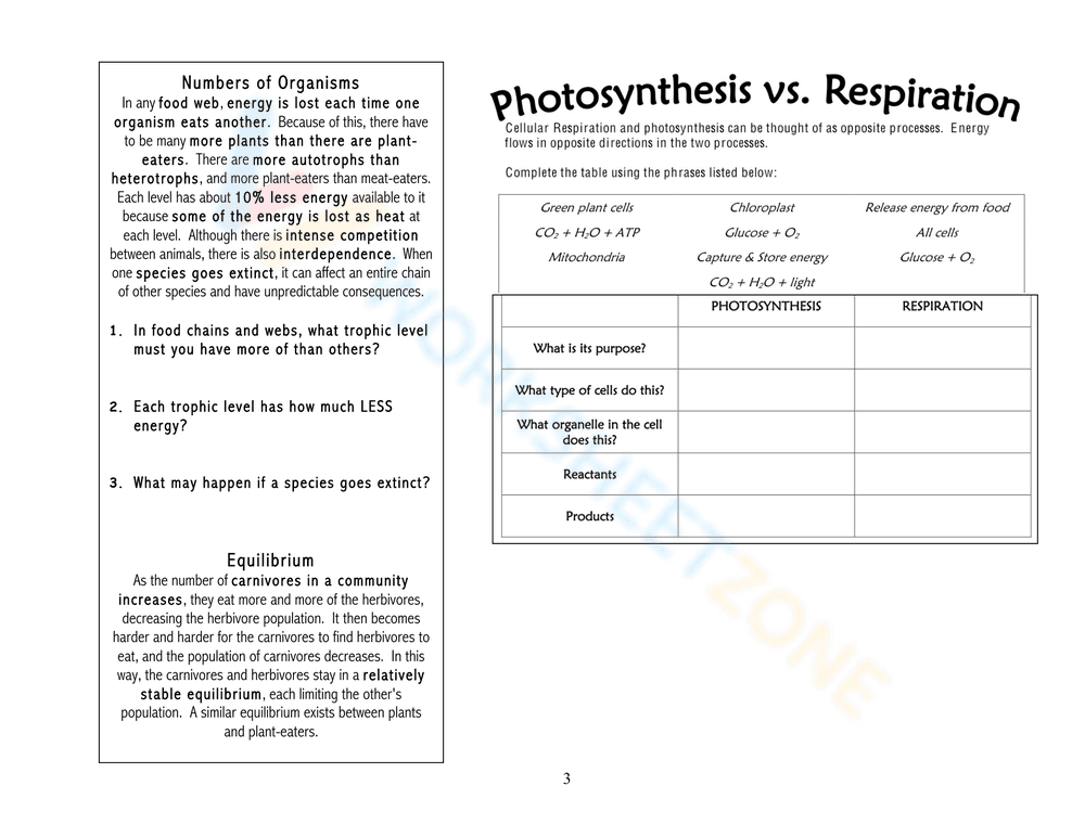 Food Chains and Energy Pyramid for Science Practice - Page 7