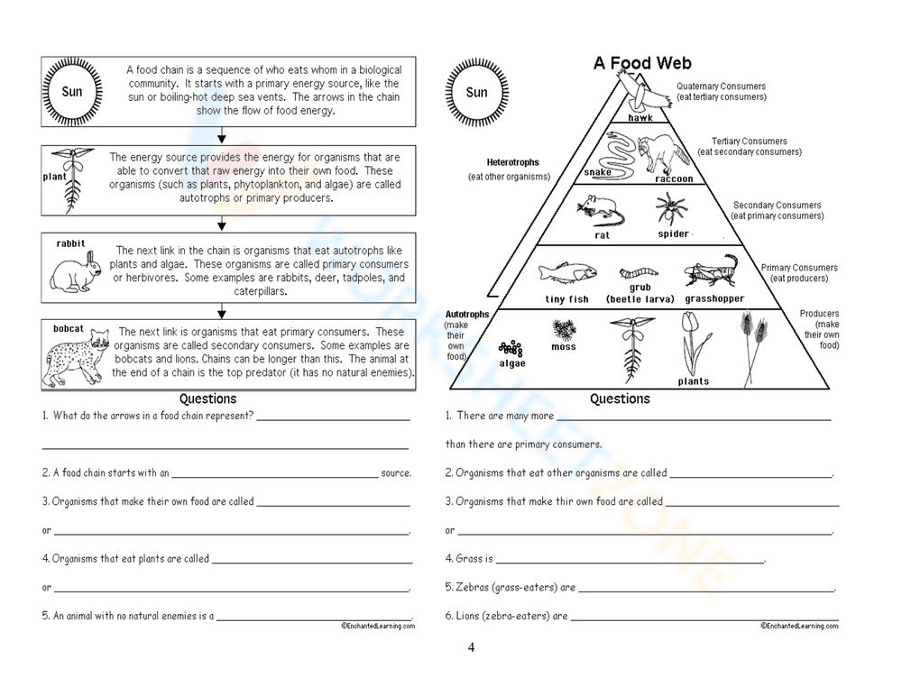 Food Chains and Energy Pyramid for Science Practice - Page 8