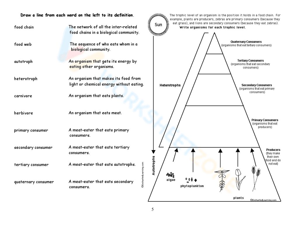Food Chains and Energy Pyramid for Science Practice - Page 9