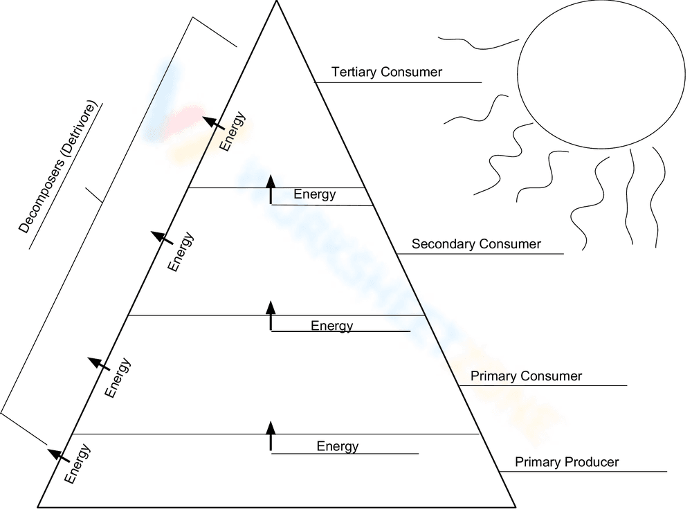 Understanding Ecological Pyramids - Page 1