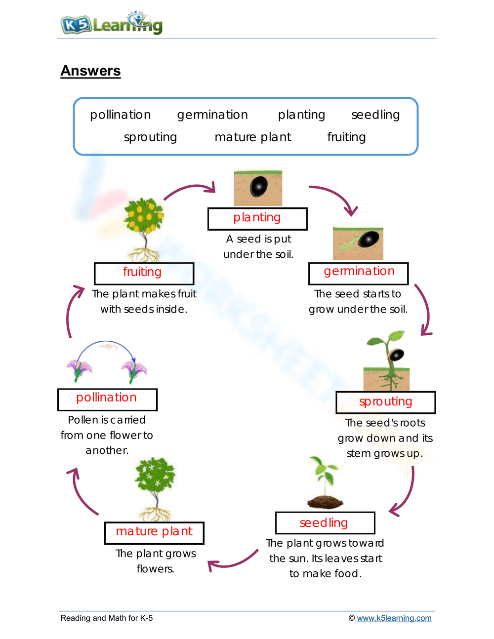 Plant lifecycle - Page 2