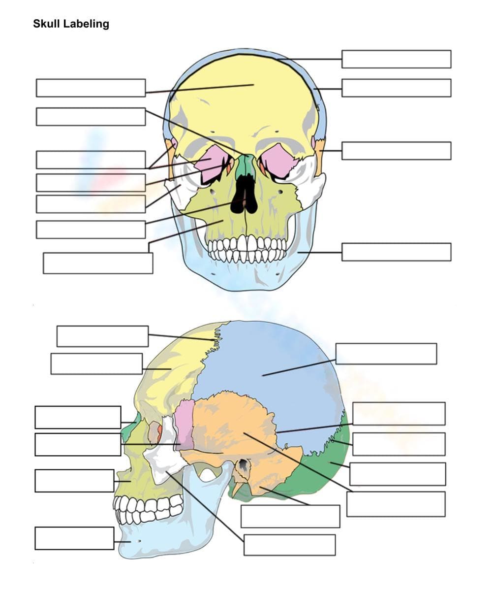 Skull Labelling Worksheet - Page 1