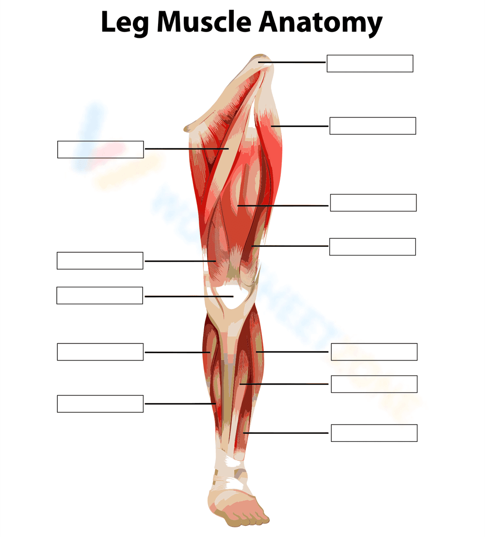 Leg Muscles Anatomy: An Educational Overview - Page 1