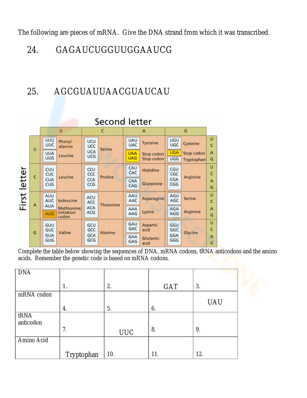 Updated DNA Base Pairing Worksheet for Genetics - Page 3
