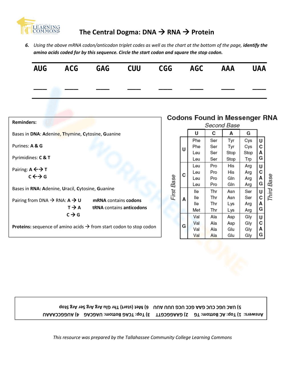 DNA Base Pairing Practice - Page 2