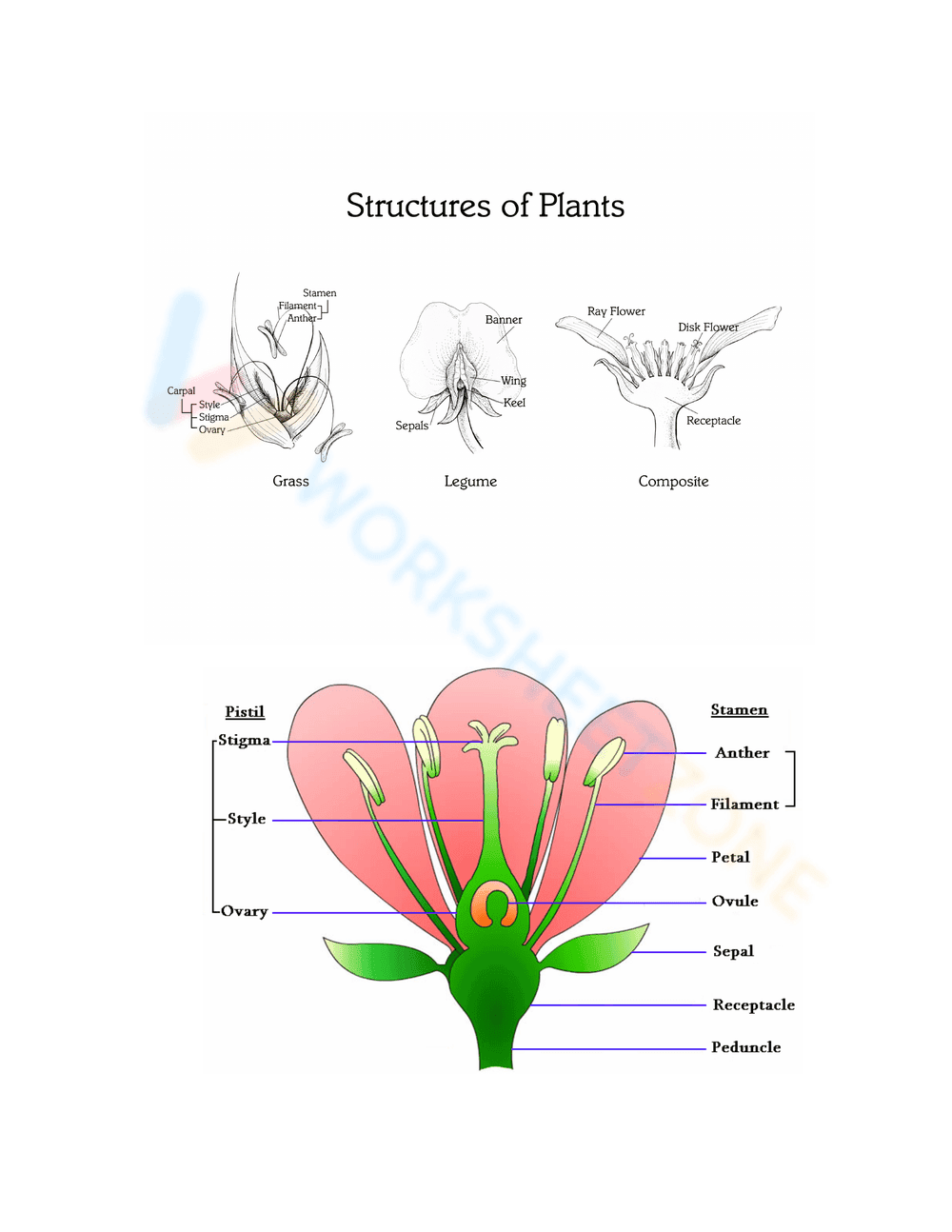 Parts of a Flower Dissection Guide - Page 4