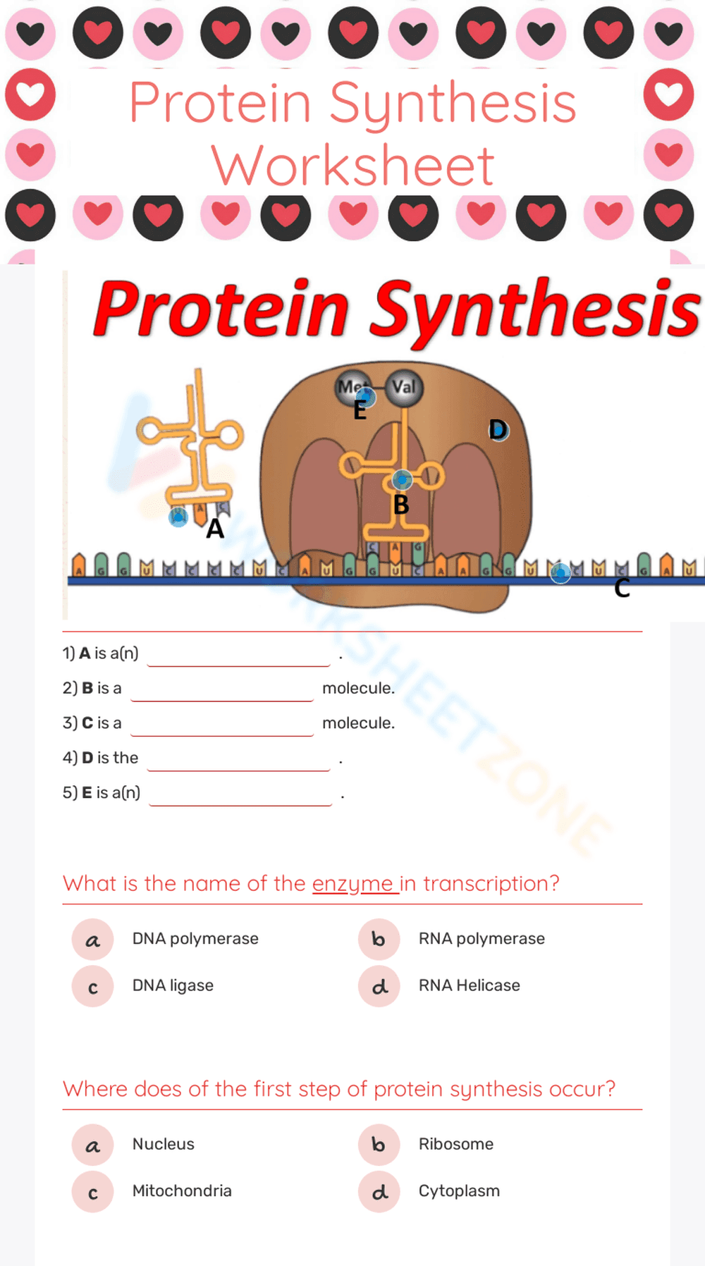 Protein Synthesis Worksheet 3 - Page 1