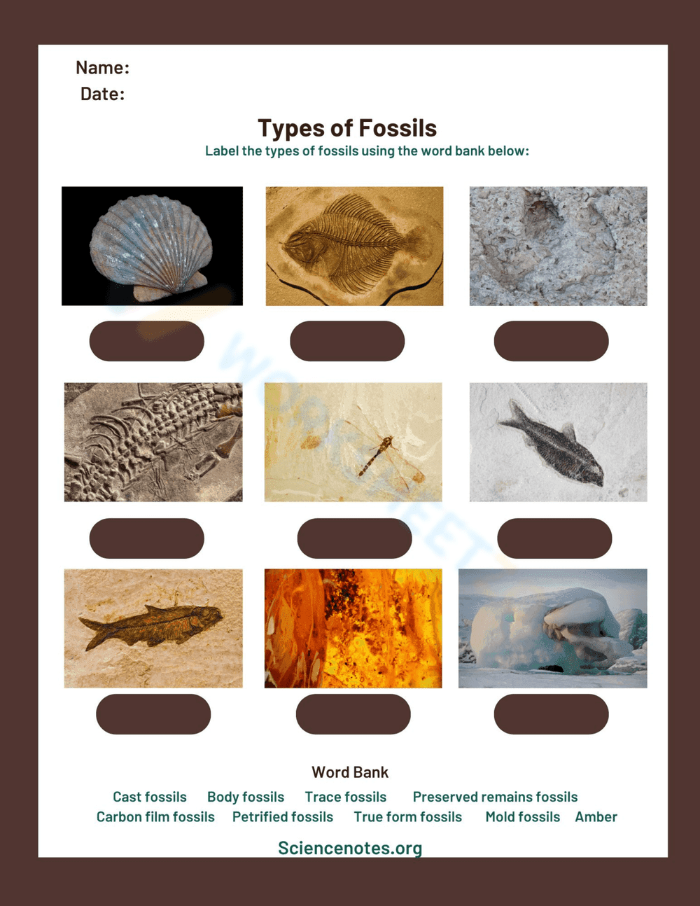 Explore Types of Fossils: A Comprehensive Worksheet - Page 1