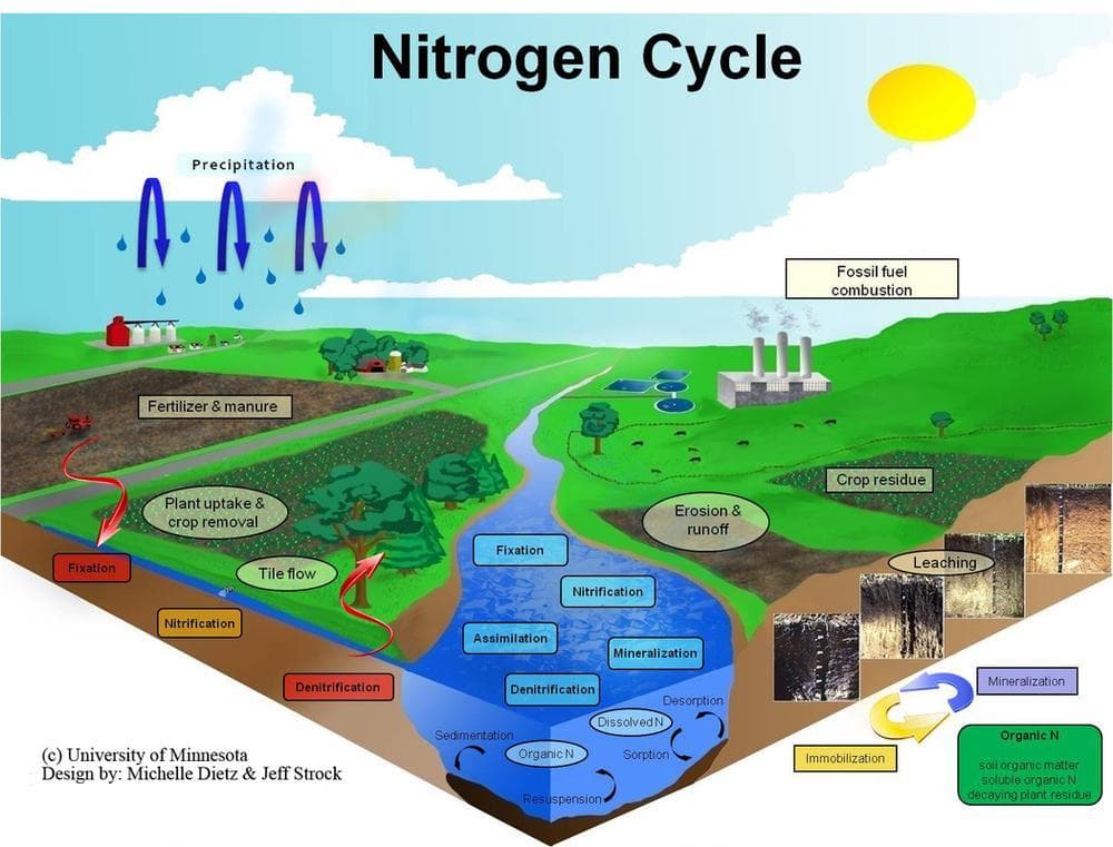 Nitrogen Cycle Worksheet: Ecological Study - Page 1