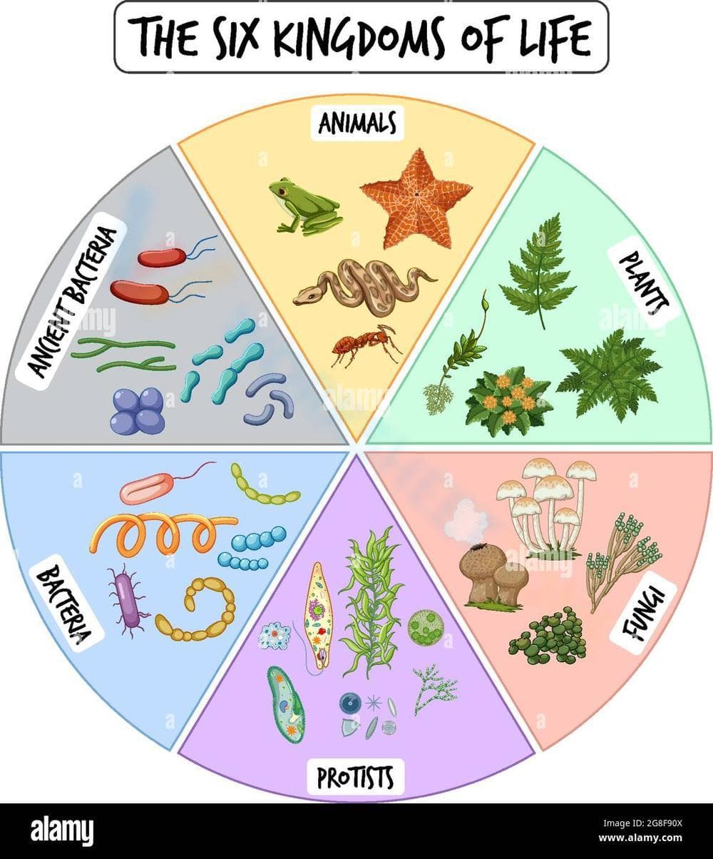 The Six Kingdoms of Life: An Overview - Page 1