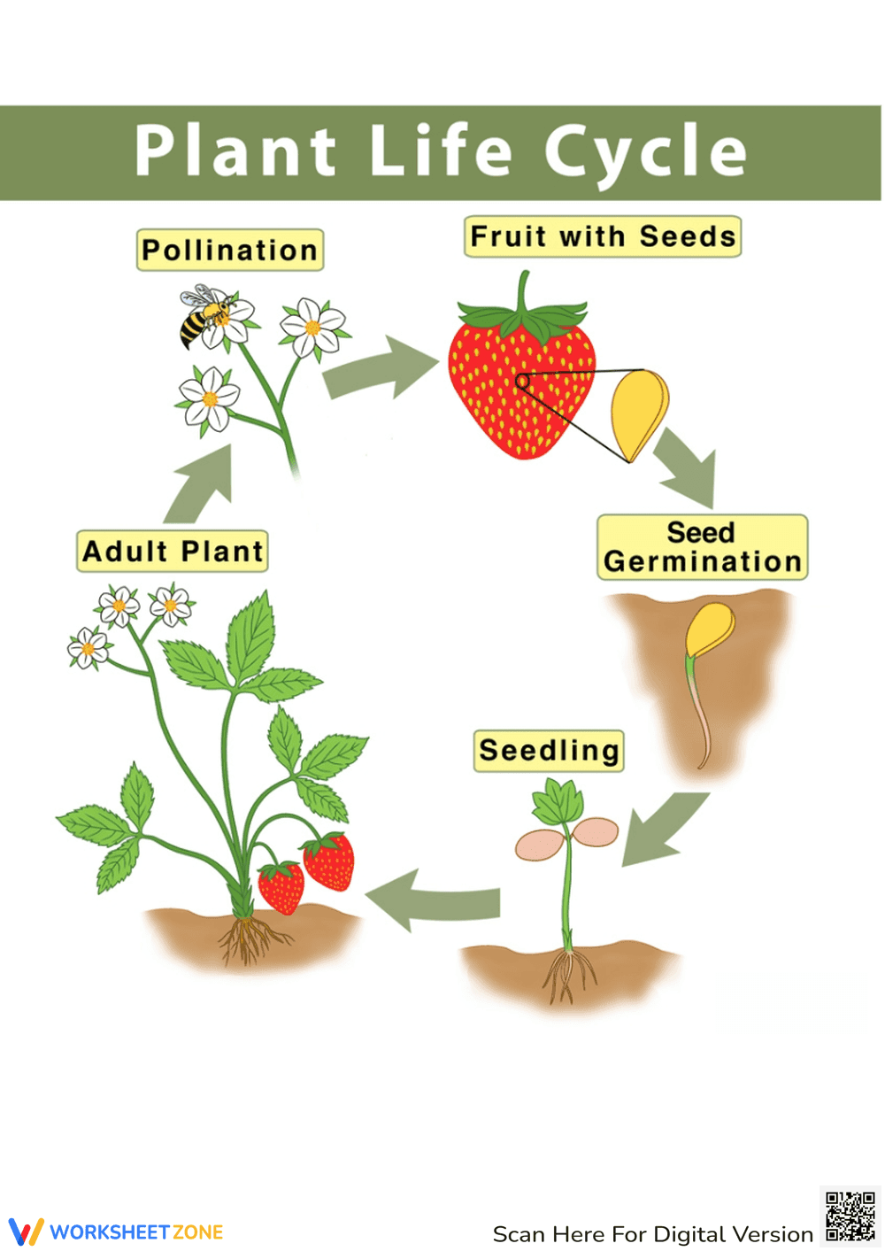 Plant Life Cycle Diagram for Kids - Page 1