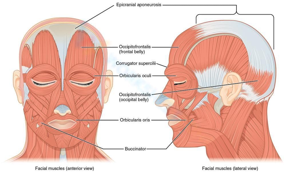 Facial Muscles: A Detailed Anatomy - Page 1