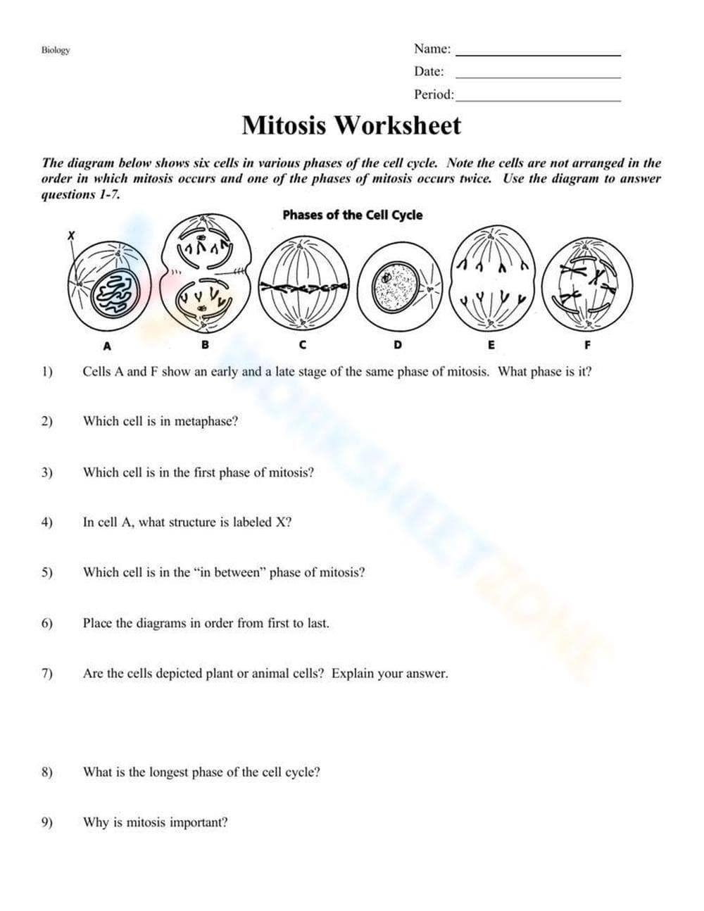 Mitosis Worksheet for Biology - Page 1