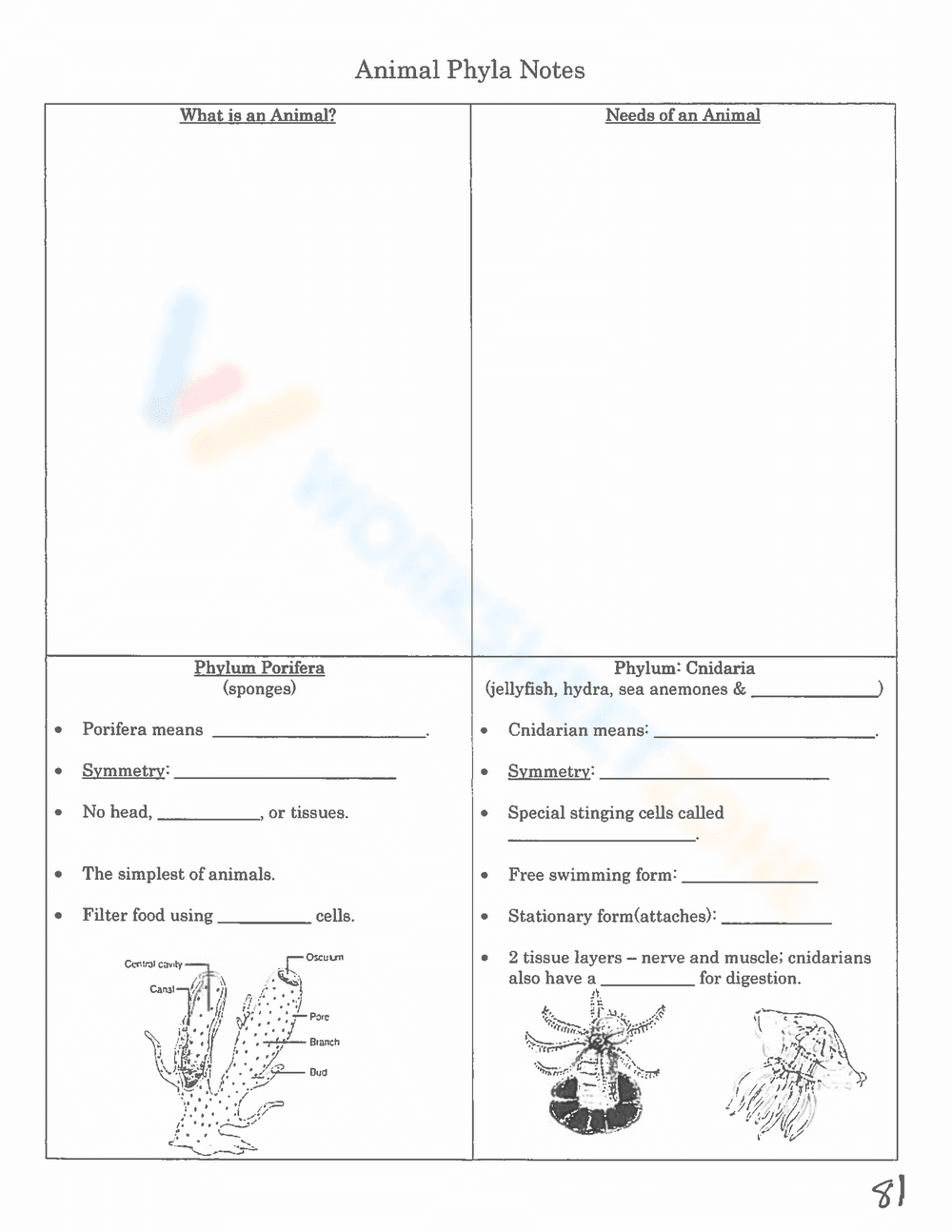 Animal Phyla Notes - Page 1