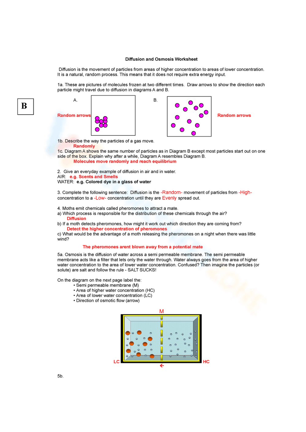 Diffusion and Osmosis Review Worksheet - Page 1
