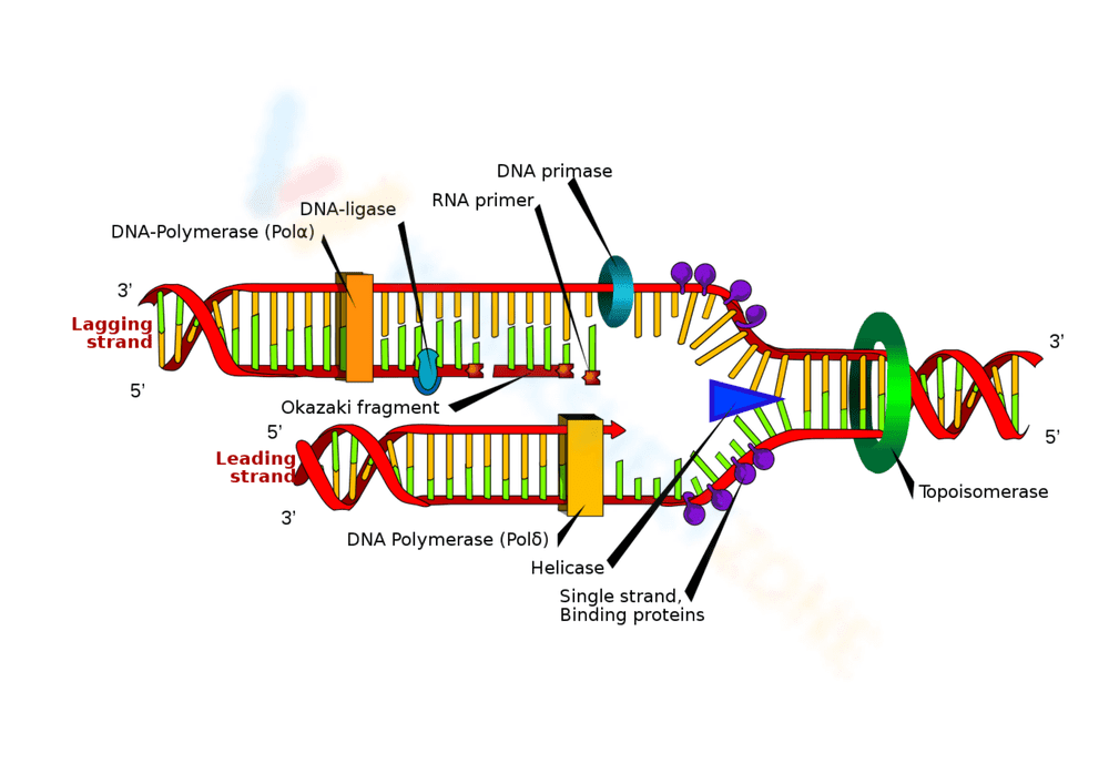 Fundamentals of DNA Structure - Page 1