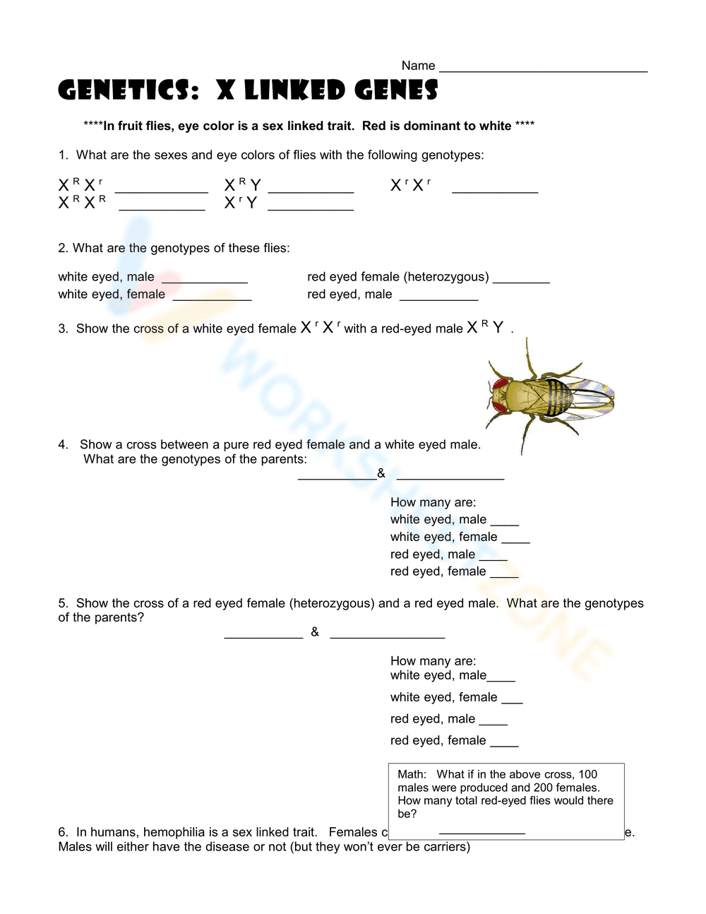 Explore Sex-Linked Traits with this Worksheet - Page 1