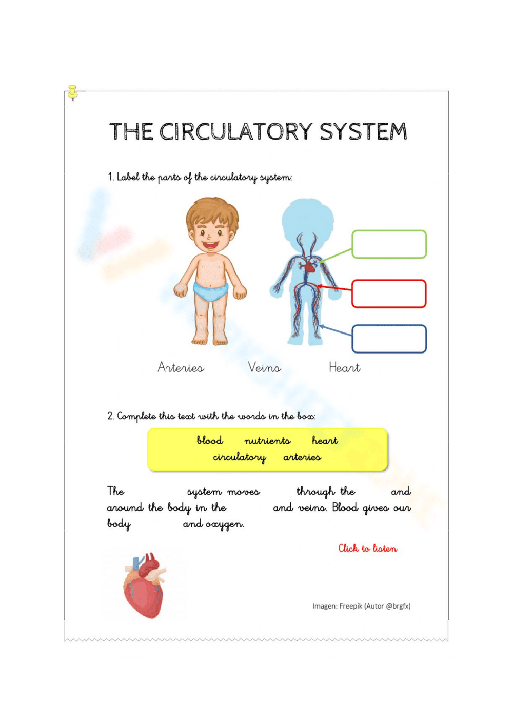 System of Circulatory Worksheet - Page 1