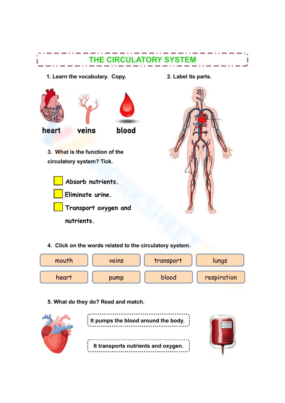 Circulatory Worksheet - Page 1